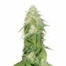 семена конопли интернет магазин Some Sweet feminised Medical Seeds семена конопли интернет магазин Some Sweet feminised Medical Seeds