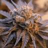 Недорогие семена Auto Purple Punch OG XL feminised Ganja Seeds Недорогие семена Auto Purple Punch OG XL feminised Ganja Seeds