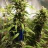 Auto Think Different feminised Dutch Passion Seeds Auto Think Different feminised Dutch Passion Seeds