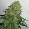 семена конопли Спб Tangerine Dream feminised Barneys Farm семена конопли Спб Tangerine Dream feminised Barneys Farm