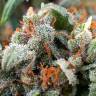 семена конопли индика Tangerine Dream feminised Barneys Farm семена конопли индика Tangerine Dream feminised Barneys Farm