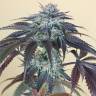 семена конопли для курения Bubba's Gift feminised Humboldt Seeds