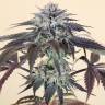 семена конопли марихуаны Bubba's Gift feminised Humboldt Seeds
