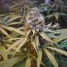 семена конопли курьером Amnesia Gold feminised Pyramid Seeds семена конопли курьером Amnesia Gold feminised Pyramid Seeds