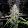 семена конопли сорта сатива Amnesia Gold feminised Pyramid Seeds семена конопли сорта сатива Amnesia Gold feminised Pyramid Seeds