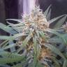 семена конопли для выращивания Amnesia Gold feminised Pyramid Seeds семена конопли для выращивания Amnesia Gold feminised Pyramid Seeds