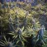семена конопли марихуаны Amnesia Gold feminised Pyramid Seeds семена конопли марихуаны Amnesia Gold feminised Pyramid Seeds