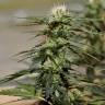 Семена марихуаны Auto Daiquiri Lime feminised Ganja Seeds Семена марихуаны Auto Daiquiri Lime feminised Ganja Seeds