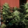 Семена каннабиса Auto Daiquiri Lime feminised Ganja Seeds Семена каннабиса Auto Daiquiri Lime feminised Ganja Seeds