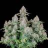 Семена  Auto Cinderella feminised Ganja Seeds Семена  Auto Cinderella feminised Ganja Seeds