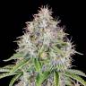 Семена конопли  Auto Cinderella feminised Ganja Seeds Семена конопли  Auto Cinderella feminised Ganja Seeds