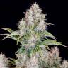 Семена каннабиса  Auto Cinderella feminised Ganja Seeds Семена каннабиса  Auto Cinderella feminised Ganja Seeds