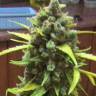 Купить семена  Auto Cinderella feminised Ganja Seeds Купить семена  Auto Cinderella feminised Ganja Seeds