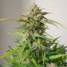 Купить семена конопли  Auto Cinderella feminised Ganja Seeds Купить семена конопли  Auto Cinderella feminised Ganja Seeds