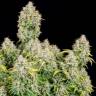 Купить семена конопли  Auto Cinderella feminised Ganja Seeds в Украине Купить семена конопли  Auto Cinderella feminised Ganja Seeds в Украине
