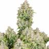 Заказать семена конопли  Auto Cinderella feminised Ganja Seeds в Украине Заказать семена конопли  Auto Cinderella feminised Ganja Seeds в Украине
