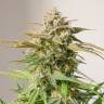 Семена  Auto Cinderella feminised Ganja Seeds недорого Семена  Auto Cinderella feminised Ganja Seeds недорого