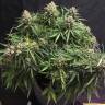 Семена  Auto Cinderella feminised Ganja Seeds с доставкой Семена  Auto Cinderella feminised Ganja Seeds с доставкой