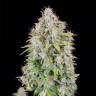 Семена  Auto Cinderella feminised Ganja Seeds с доставкой по Украине Семена  Auto Cinderella feminised Ganja Seeds с доставкой по Украине
