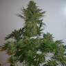 семена конопли для посадки купить AK 47 regular Ganja Seeds семена конопли для посадки купить AK 47 regular Ganja Seeds