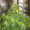 семена конопли медицинской AK 47 regular Ganja Seeds семена конопли медицинской AK 47 regular Ganja Seeds