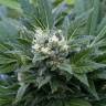 семена конопли в интернете The Doctor feminised Green House Seeds семена конопли в интернете The Doctor feminised Green House Seeds