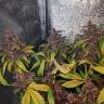 Blueberry feminised Dutch Passion Seeds Blueberry feminised Dutch Passion Seeds