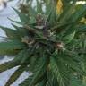 Blueberry feminised Dutch Passion Seeds Blueberry feminised Dutch Passion Seeds