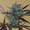Chemdog regular Ganja Seeds Chemdog regular Ganja Seeds