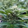 купить семена конопли Chemdog regular Ganja Seeds купить семена конопли Chemdog regular Ganja Seeds