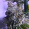 семена конопли для выращивания Top Dawg feminised Barneys Farm семена конопли для выращивания Top Dawg feminised Barneys Farm