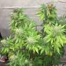 семена конопли гидропоники American Pie feminised Pyramid Seeds семена конопли гидропоники American Pie feminised Pyramid Seeds