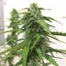 семена индийской конопли Botafumeiros feminised Sweet Seeds