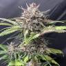 качественные семена конопли Auto Fast Bud #2 feminised качественные семена конопли Auto Fast Bud #2 feminised