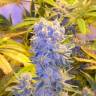 семена индийской конопли Auto Northern Lights regular семена индийской конопли Auto Northern Lights regular