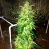 семена конопли Россия Auto Northern Lights regular семена конопли Россия Auto Northern Lights regular
