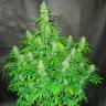 семена конопли индика Auto Northern Lights regular семена конопли индика Auto Northern Lights regular
