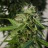 Brainstorm feminised Dutch Passion Seeds Brainstorm feminised Dutch Passion Seeds