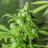 Amnesia feminised Breeders Community Seeds Amnesia feminised Breeders Community Seeds