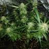 семена конопли элитных сортов Triple Cheese feminised Barneys Farm семена конопли элитных сортов Triple Cheese feminised Barneys Farm