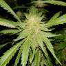 семена конопли аутдор Triple Cheese feminised Barneys Farm семена конопли аутдор Triple Cheese feminised Barneys Farm