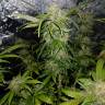 семена конопли в интернете Triple Cheese feminised Barneys Farm семена конопли в интернете Triple Cheese feminised Barneys Farm