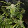 семена конопли гидропоники Triple Cheese feminised Barneys Farm семена конопли гидропоники Triple Cheese feminised Barneys Farm