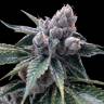 заказ семян конопли Спб White Walker Kush feminised DNA Genetics заказ семян конопли Спб White Walker Kush feminised DNA Genetics