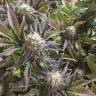 мощные семена конопли Blue Pyramid feminised Pyramid Seeds мощные семена конопли Blue Pyramid feminised Pyramid Seeds