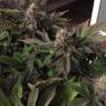 семена конопли интернет магазин Blue Pyramid feminised Pyramid Seeds семена конопли интернет магазин Blue Pyramid feminised Pyramid Seeds