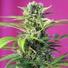 мощные семена конопли Chem Beyond Diesel C.B.D. feminised Sweet Seeds мощные семена конопли Chem Beyond Diesel C.B.D. feminised Sweet Seeds
