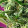 семена конопли в фирменной упаковке Chem Beyond Diesel C.B.D. feminised Sweet Seeds семена конопли в фирменной упаковке Chem Beyond Diesel C.B.D. feminised Sweet Seeds