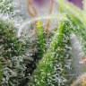 семена конопли медицинской Chem Beyond Diesel C.B.D. feminised Sweet Seeds семена конопли медицинской Chem Beyond Diesel C.B.D. feminised Sweet Seeds
