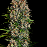 элитные семена конопли в рф Big Dutch Bud feminised элитные семена конопли в рф Big Dutch Bud feminised